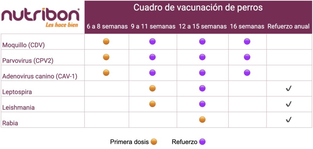 Cuadro de vacunas para perros cachorros