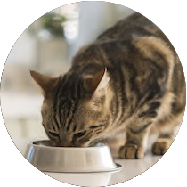 gato comiendo alimento para gatos adultos nutribon plus