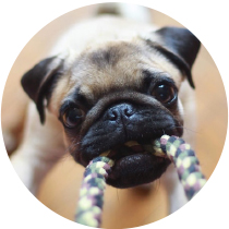 perro jugando alimento para perros adultos nutribon plus