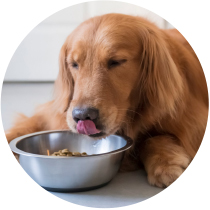 lamida perro alimento para perros adultos nutribon plus