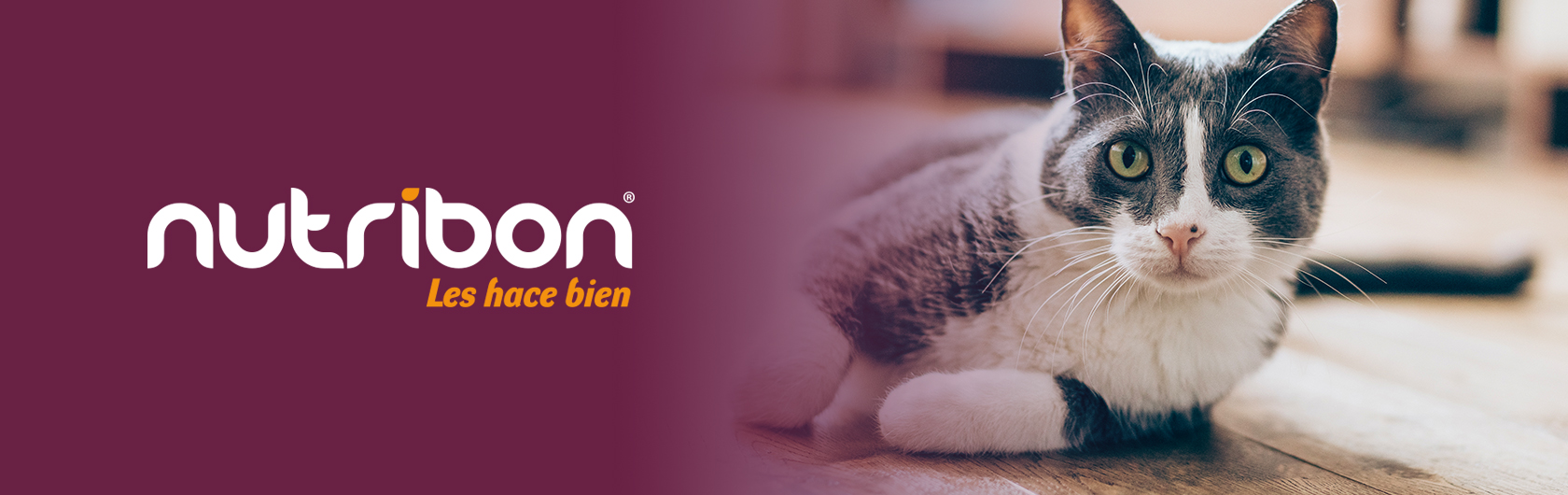 alimento para gatos adultos nutribon plus