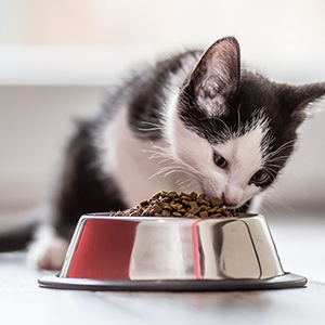 alimento para gatos cachorros y alimento para gatos adultos nutribon