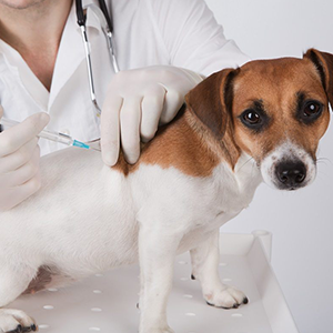 vacunacion de perros y vacunacion de gatos alimento para perros y alimento para gatos nutribon