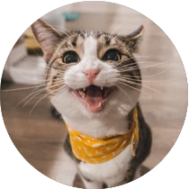 gato sonriente alimento para gatos adultos nutribon plus