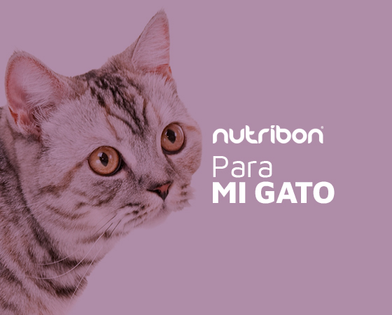 Nutribon Gatos