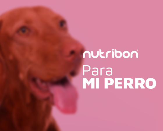 alimento para perros de calidad nutribon