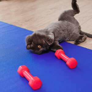 actividad fisica para perros y gatos y comida para mascotas miniatura