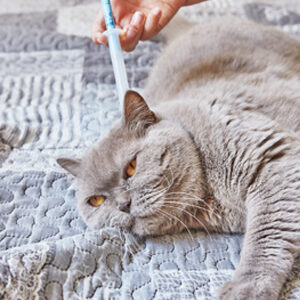 pulgas en gatos y comida para gatos de calidad miniatura