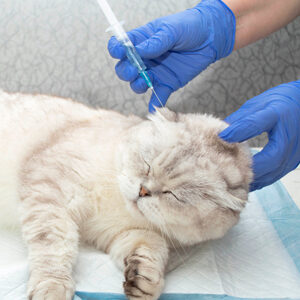 vacunacion en gatos y alimento balanceado para gatos de calidad miniatura