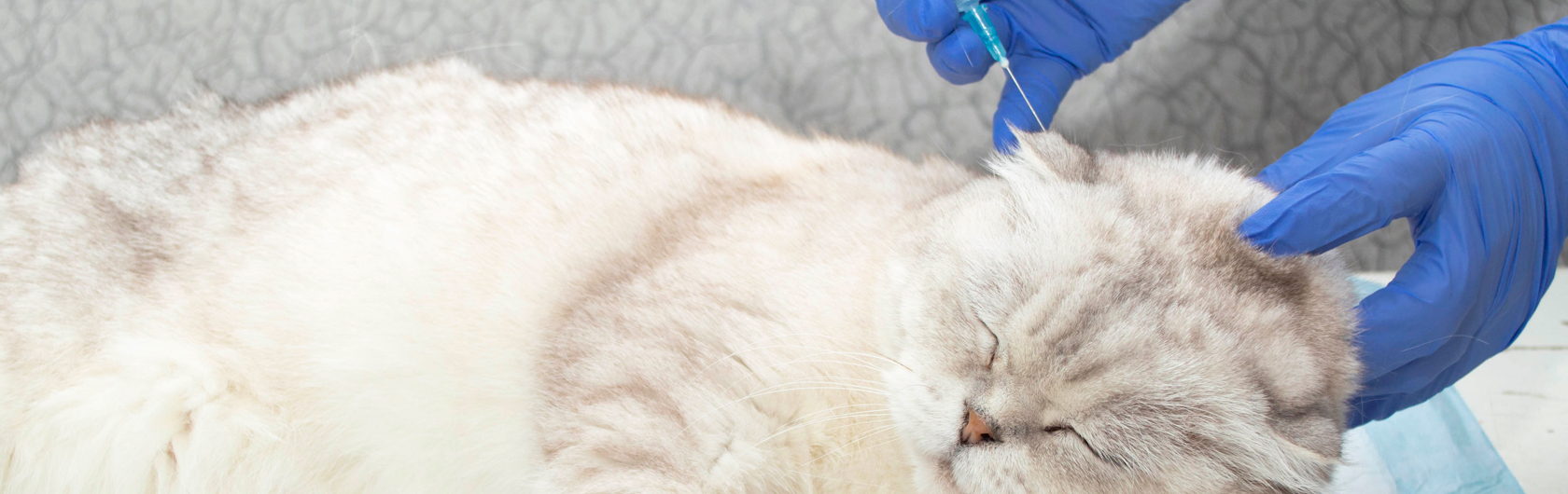 vacunacion en gatos y alimento balanceado para gatos de calidad