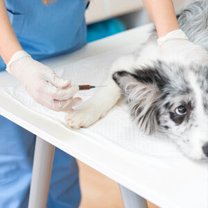 vacunacion en perros y alimentacion para perros de calidad miniatura