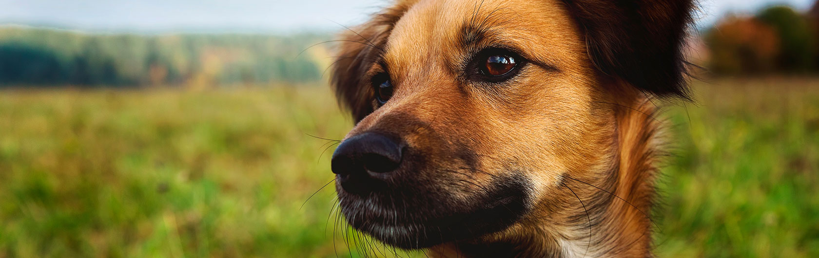 castracion de perros machos y alimento para mascotas de calidad nutribon