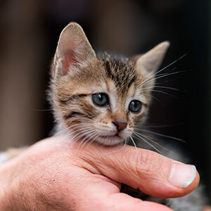 como cuidar a los gatos bebes y alimento para gatos de calidad nutribon miniatura