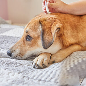 como prevenir las pulgas en perros y alimento para perros de calidad nutribon miniatura