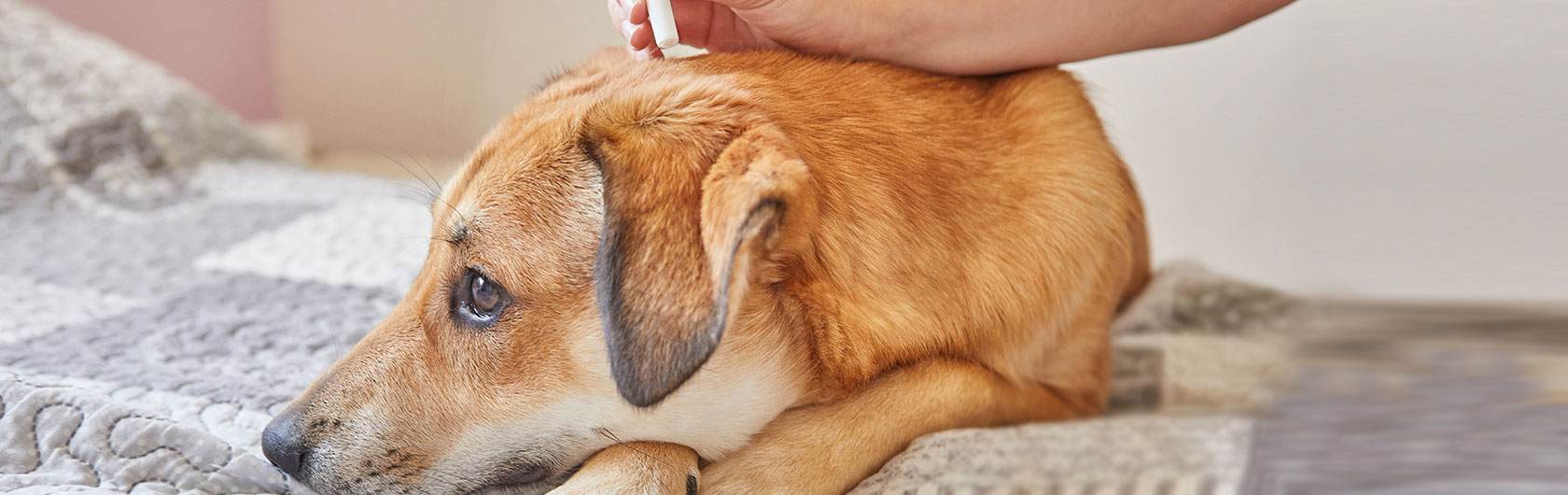 como prevenir las pulgas en perros y alimento para perros de calidad nutribon
