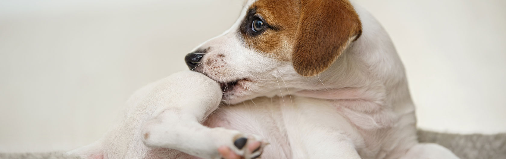 como tratar las garrapatas en perros y alimento para perros de calidad nutribon