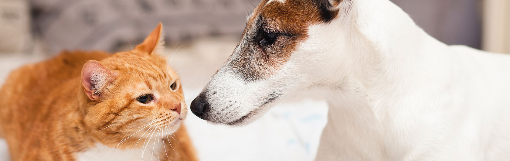 convivencia de gatos y perros en la misma casa y alimento para perros y alimento para gatos de calidad nutribon