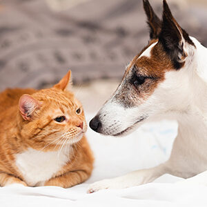 convivencia de gatos y perros en la misma casa y alimento para perros y alimento para gatos de calidad nutribon miniatura
