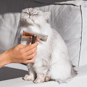 cuidados del pelo de gatos y alimento para gatos de calidad nutribon miniatura