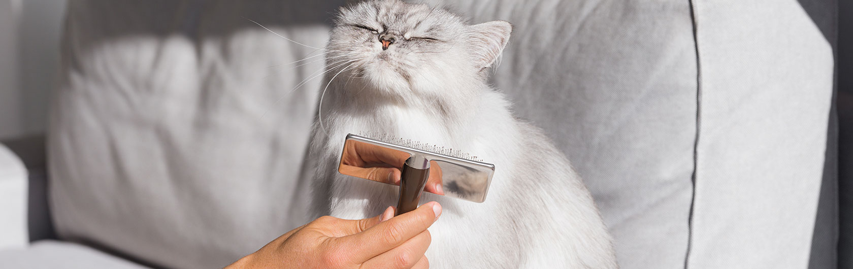 cuidados del pelo de gatos y alimento para gatos de calidad nutribon