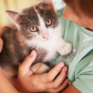 educar a los niños para tratar a los gatos y comida para gatos de calidad nutribon miniatura