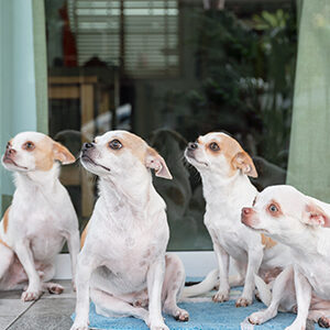 muchos perros en la casa como entrenarlos para la convivencia y alimento para perros de calidad nutribon miniatura