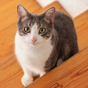 preparar el hogar para darle la bienvenida a nuestro gato y comida para gatos de calidad nutribon miniatura