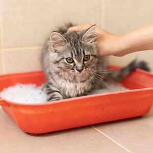 tipos de arenas para gatos y alimento para gatos de calidad nutribon miniatura