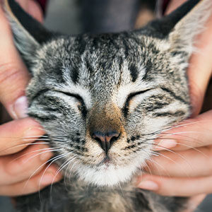 alimentar a tu gato de una manera saludable miniatura