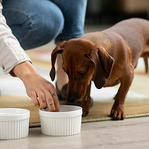 alimento para mascotas consejos basicos miniatura