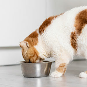 consejos a la hora de dar alimento para gatos miniatura