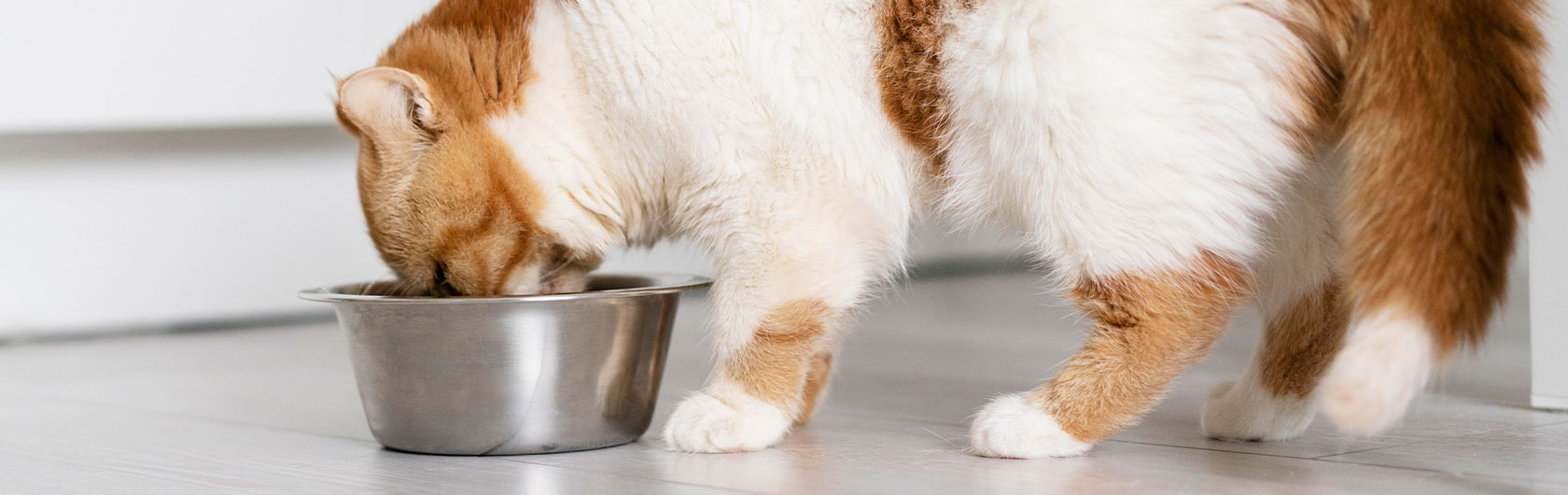 consejos a la hora de dar alimento para gatos
