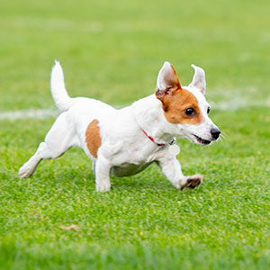 ejercicios y alimento para perros cachorros miniatura