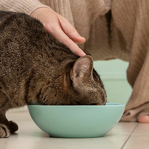 recomendaciones para elegir la comida para gatos ideal miniatura