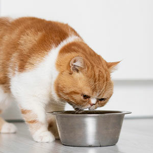tipos de alimentos para gatos miniatura