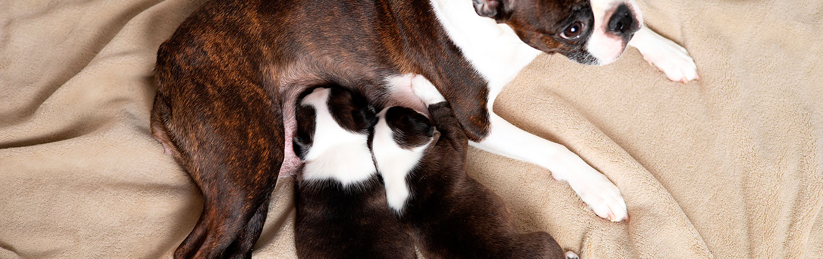 Alimentación de los cachorros: leche materna y comida para perros