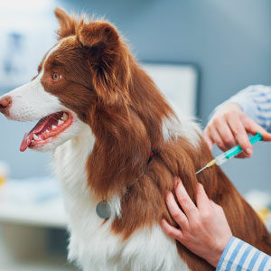 Efectos secundarios de las vacunas en cachorros