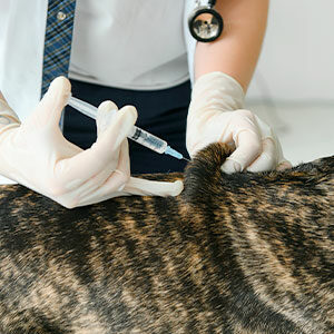 Vacunación en perros cachorros lo que hay que saber