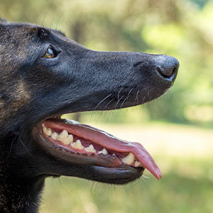 cómo y por qué se desgasta la dentadura de los perros miniatura