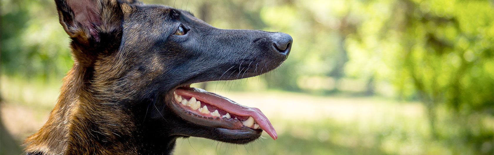 cómo y por qué se desgasta la dentadura de los perros