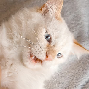 cuidados y limpieza de la dentadura de gatos miniatura