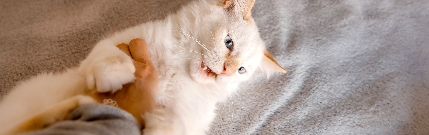 cuidados y limpieza de la dentadura de gatos