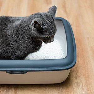 Arena del gato: todo lo que tenes que saber y alimento para gatos de calidad nutribon