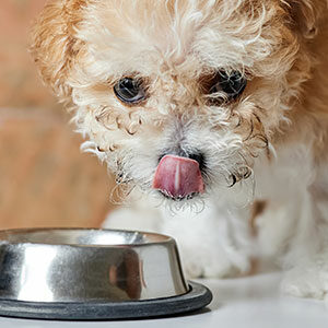 Asegurar una dieta equilibrada para nuestras mascotas y alimento para perros y alimento para gatos de calidad nutribon