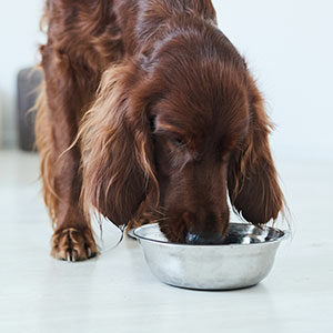 cómo realizar la desinfección de los platos y cama del perro y alimento para perros de calidad nutribon