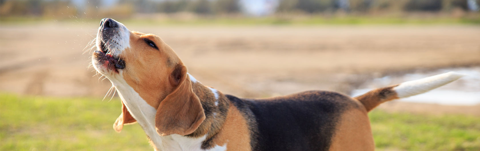 Ladridos de perros, algunos datos importantes y alimento para perros de calidad nutribon
