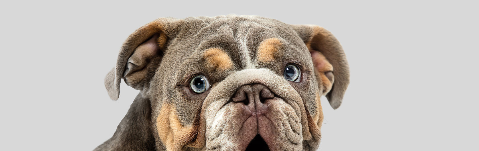 Mantener limpias las orejas de los perros y alimento para perros de calidad nutribon