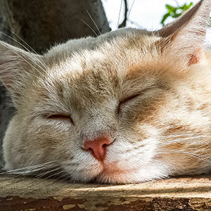 Refrescar a tu gato los días de calor y alimentos para gatos de calidad miniatura