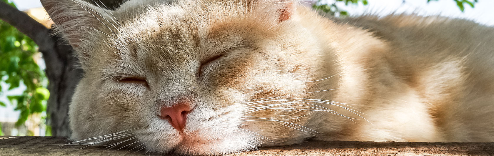 Refrescar a tu gato los días de calor y alimentos para gatos de calidad