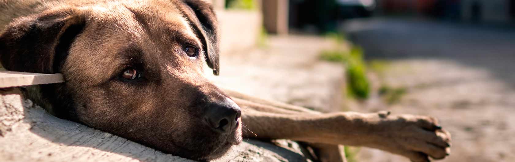 como afecta el sol a los perros